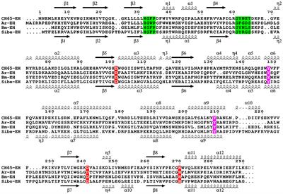 New Thermophilic α/β Class Epoxide Hydrolases Found in Metagenomes From Hot Environments